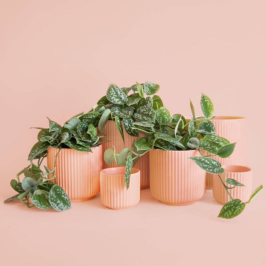 Lucy Planter | Petal Pink