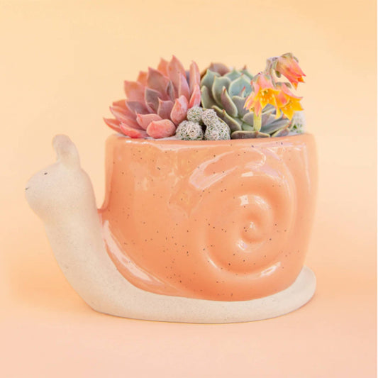 Snail Planter | Sunset