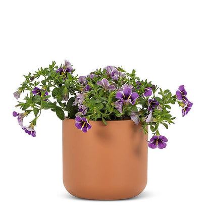 Md Classic Planter-Terracotta-5"H